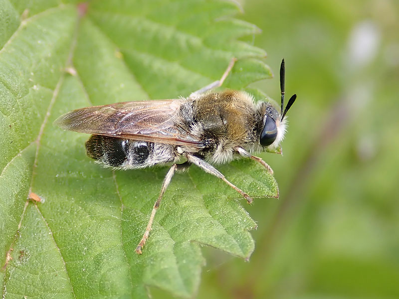 Stratiomyidae: Stratiomys longicornis